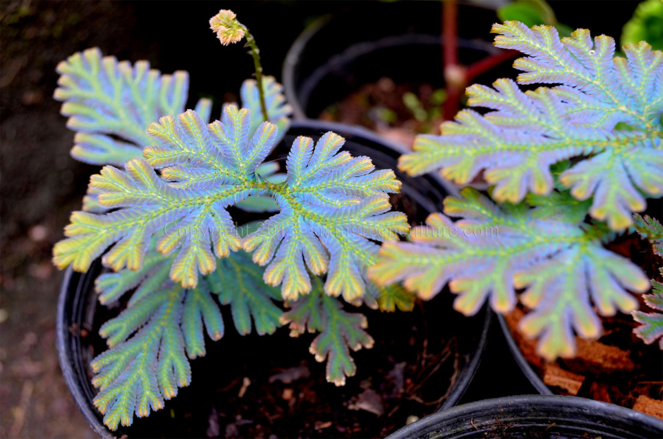 Selaginella siamensis, Rare spikemoss, Iridescent plant, Iridescent  Selaginella, Rare fern companion, Rare fern ally, Terrarium ground cover