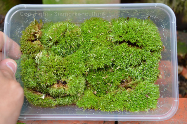 Tropical moss D, Terrarium moss, Aquatic moss, Terrarium supply, Fissidens  moss