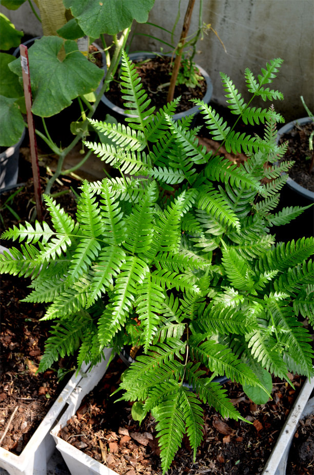 Pteris phuluangensis, Rare fern, Terrarium fern, Tropical plants