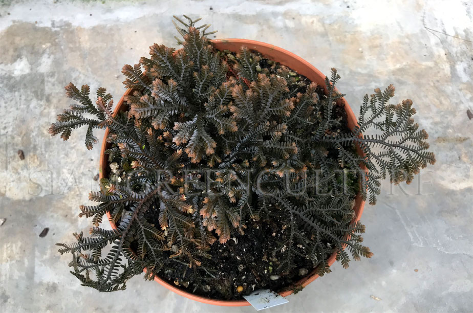 Selaginella sp. Philippines (P), Black spikemoss, Iridescent plant ...