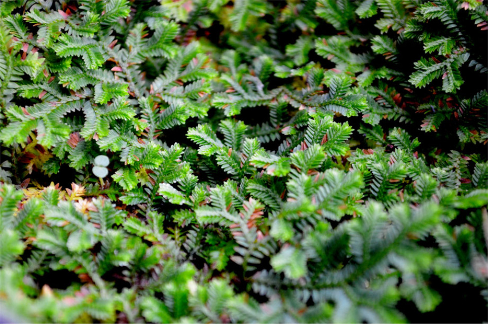 Selaginella sp. Thailand (Q), Rare spikemoss, Rare clubmoss, Rare ...