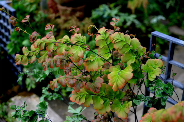 Bouteille de plantes immergées Adiantum Tenerum – Atelier Kumo