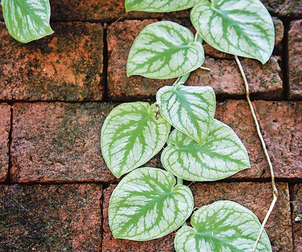 Monstera dubia, Rare climbing aroid, Terrarium plant