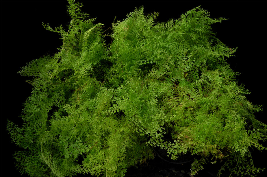 Nephrolepis exaltata 