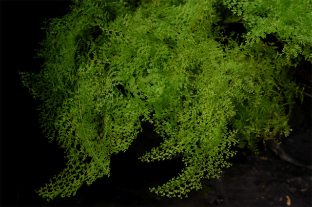 Nephrolepis exaltata 