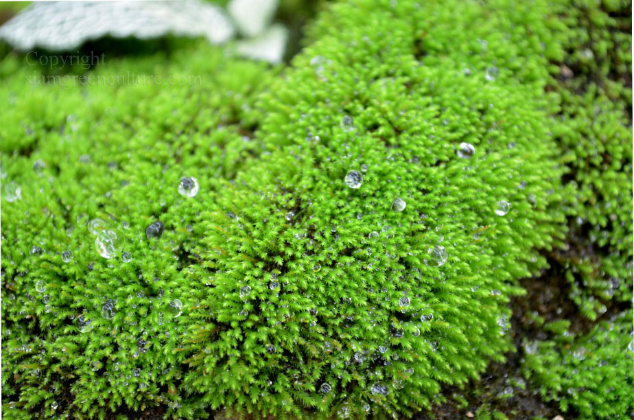 Terrarium moss Fissidens taxifolius Great Pocket-moss with Phytosanitary  certification and Passport, grown by moss supplier