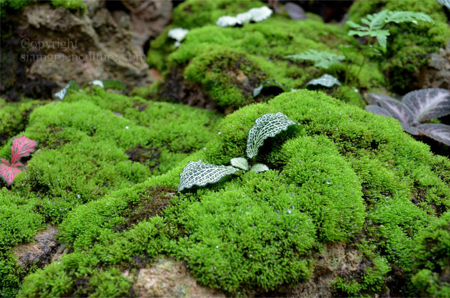 Tropical moss D, Terrarium moss, Aquatic moss, Terrarium supply, Fissidens  moss