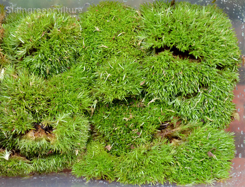 Tropical moss E, Terrarium moss, Aquatic moss, Terrarium supply,  Polytrichum moss