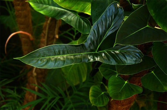 Lupinum Philodendron store