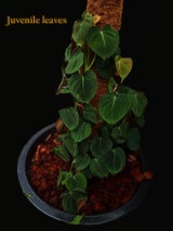 Philodendron Lupinum Rare Aroid Terrarium Plant