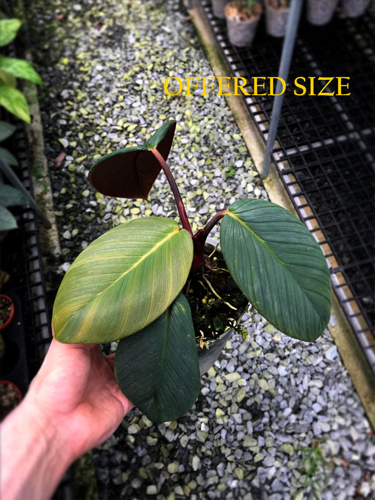 【メール便不可】 Indonesia (C), Indonesia sp. Homalomena aroid, aroid Borneo その他観葉植物