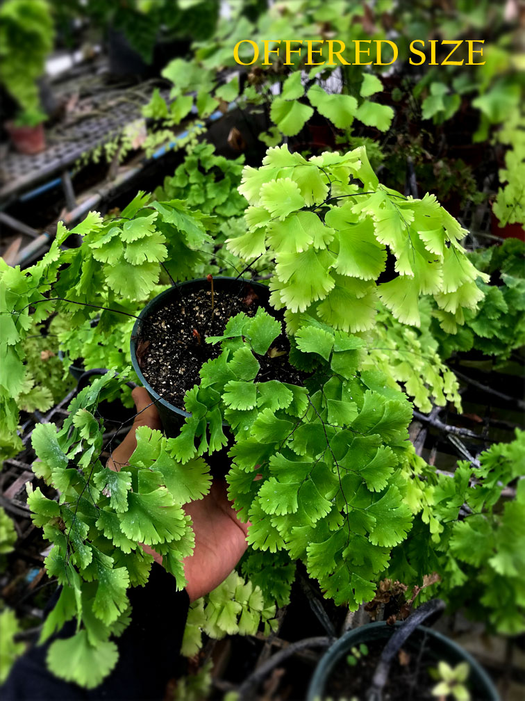 Adiantum tenerum 