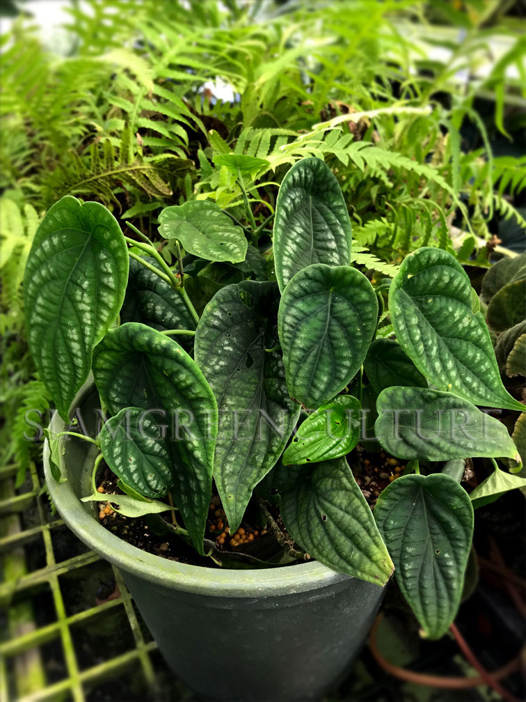 Piper sp. Ecuador (R), Ornamental piper, Piperaceae, Rare terrarium plants