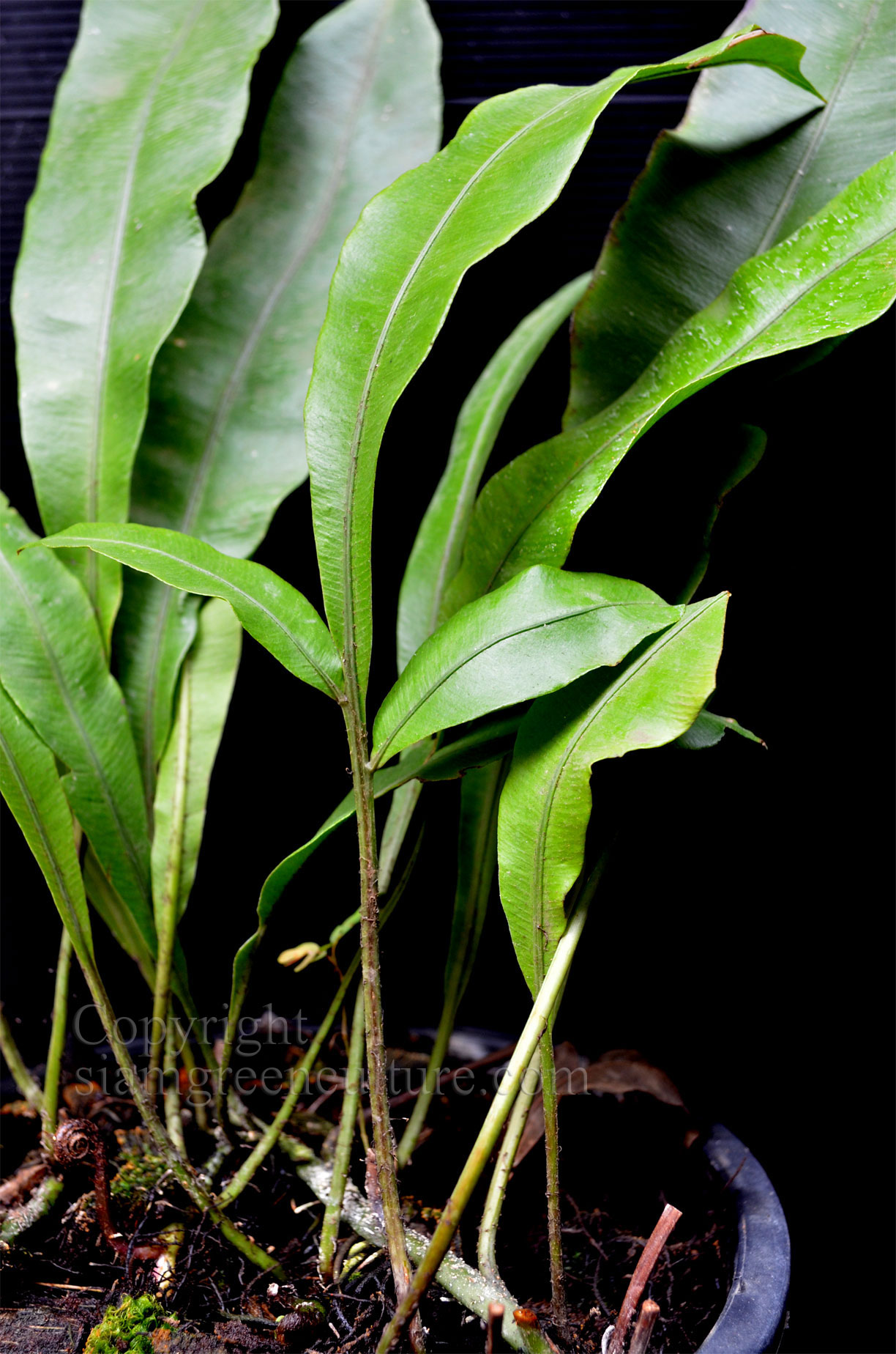 Lomariopsis linearta, Elaphoglossum, Bolbitis, Lithophyt fern, Rare ...