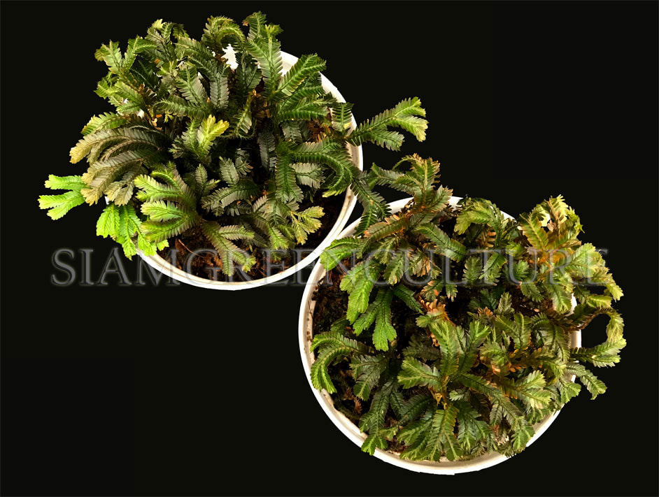 Selaginella intermedia two-tone, ridescent spikemoss, Blue Selaginella ...