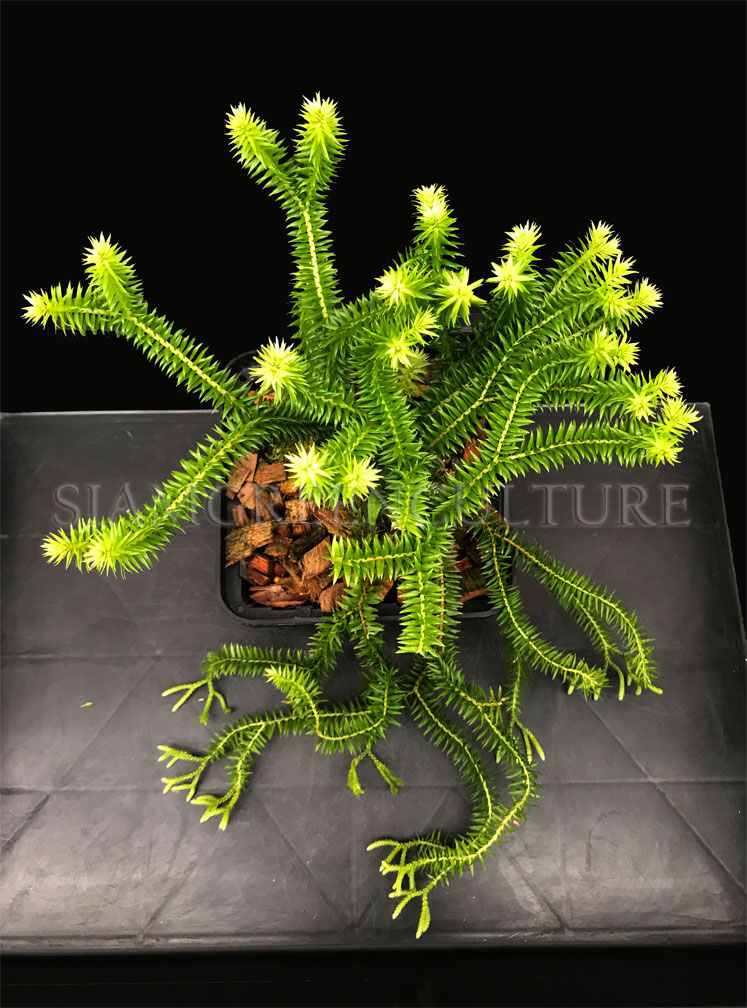 Huperzia sp. Thailand (E), Huperzia phlegmaria Dwarf, Lycopodium ...