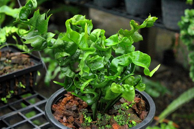 Microsorum punctatum "Crested Fantasy", Rare epiphytic fern, Basket fern